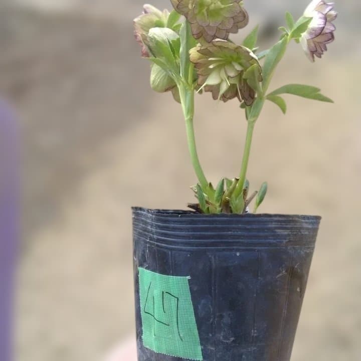 加藤農園。ヘレボルス苗 2本立て。 濃いピンク色の花 。開花株。 No47