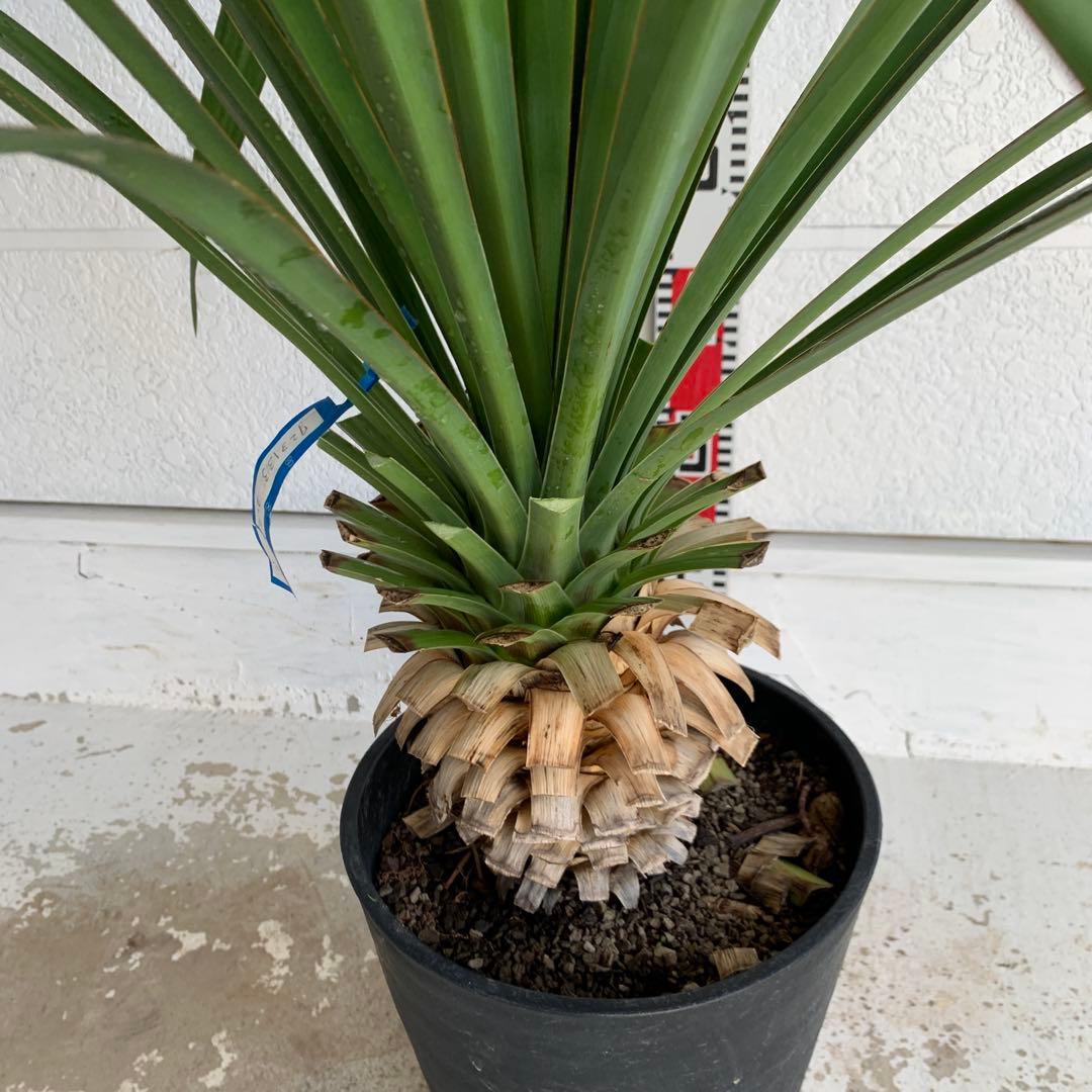 ユッカ　レクルビフォリア　ペンデュラ　ポット　33