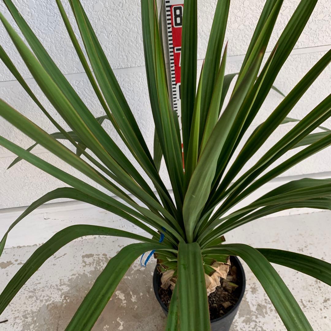 ユッカ　レクルビフォリア　ペンデュラ　ポット　33