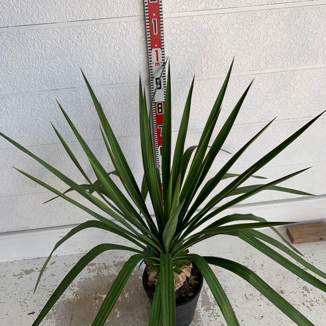 ユッカ　レクルビフォリア　ペンデュラ　ポット　33