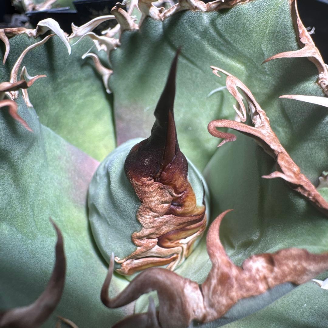 【有名趣味家血統】アガベ☆チタノタ☆千鳥影☆子株☆台湾lize⭐︎タグ付き☆