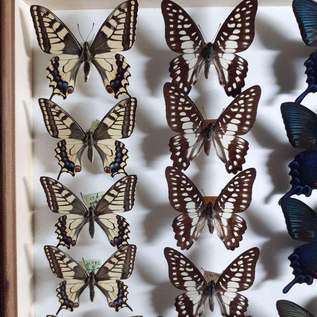 蝶標本　アゲハチョウ類8種47頭、大型ドイツ標本箱２箱入りセット