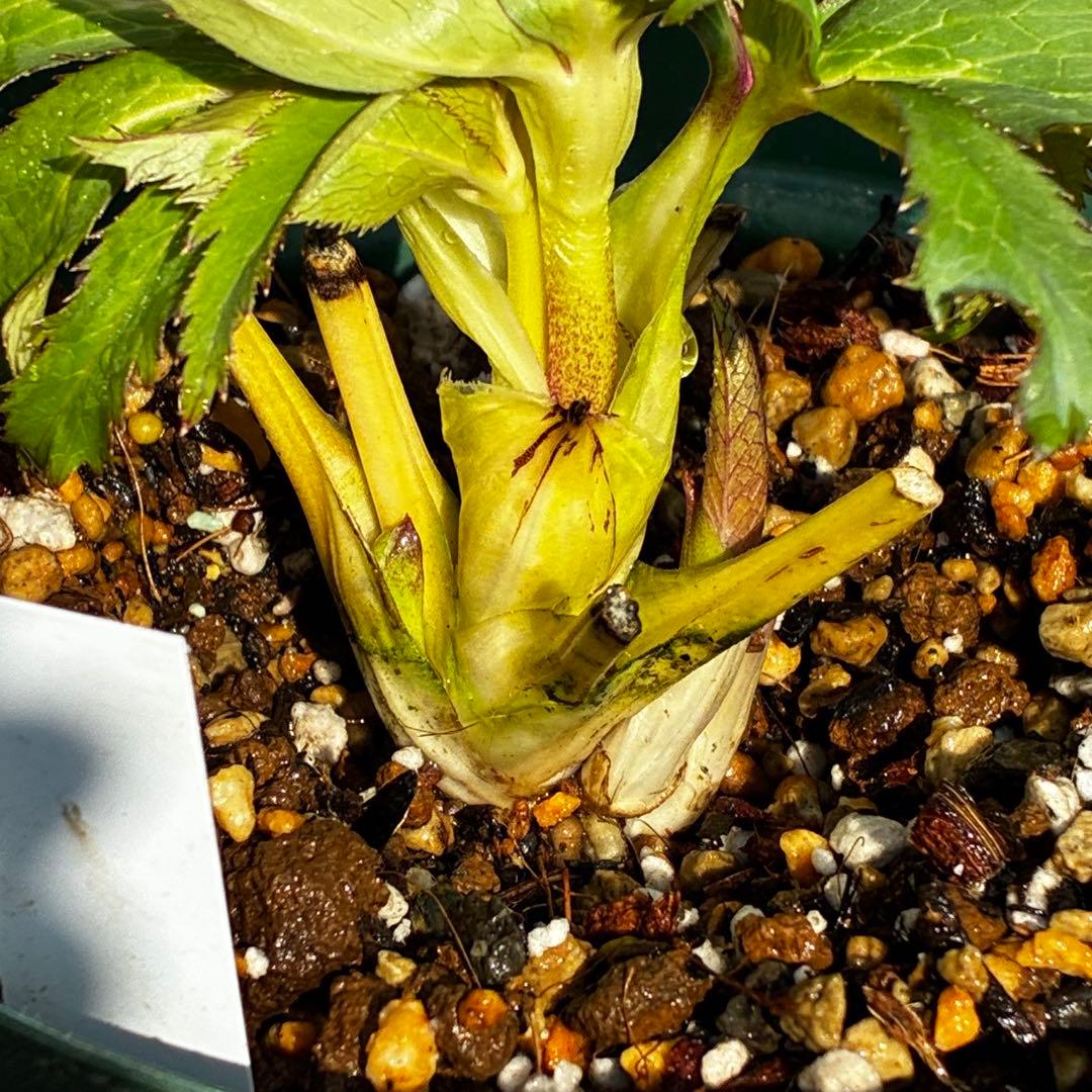 u*0様 541☘️蕾花タグ付☘️極上⭐️SD⭐️蜃気楼交配⭐️小輪⭐️紅赤/ゴ