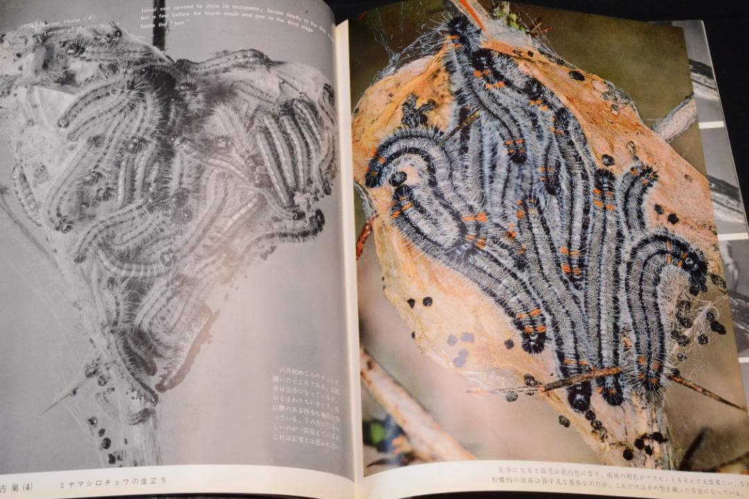 田淵行男 写真集【高山蝶】　昭和34年　初版発行