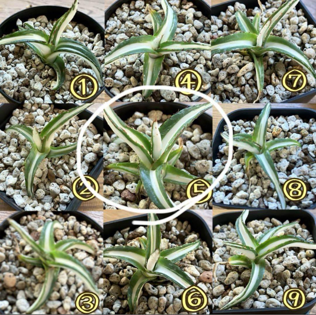 まかいきし様 リクエスト 2点 まとめ商品