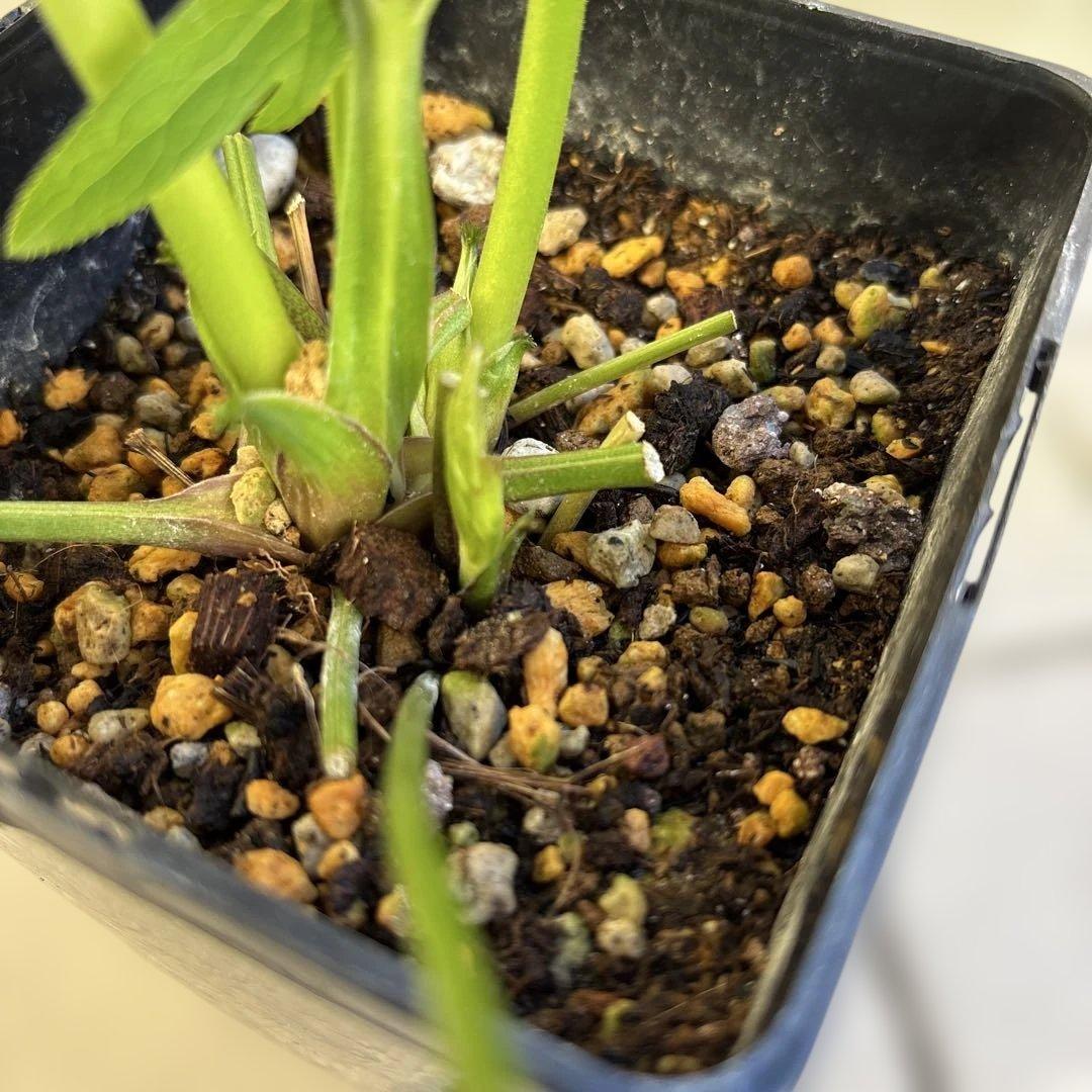 ウインターシンフォニー　小輪グリーンバイカラーDDクリスマスローズ　開花株