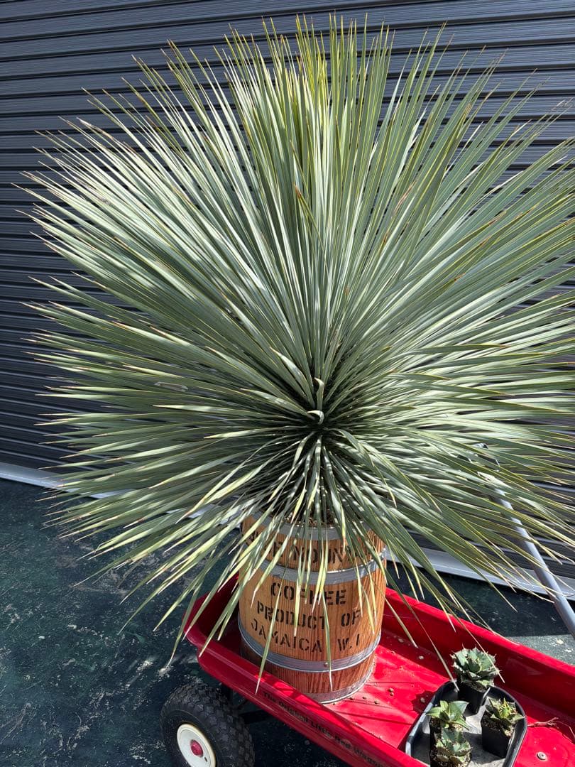 【引取り限定】ロストラータ　愛知県　ユッカ 大きめ 観葉植物