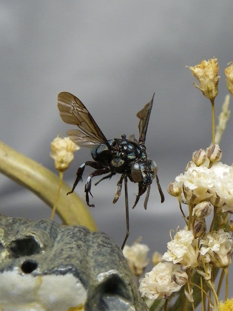 幸福の青い蜂　ビネット標本