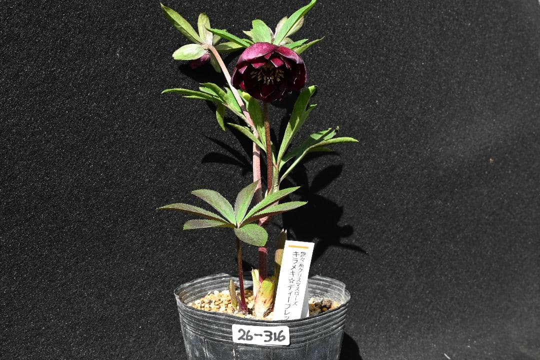 クリスマスローズ　最新花！ 認定キラメキ✩ディープレッド　加藤農園