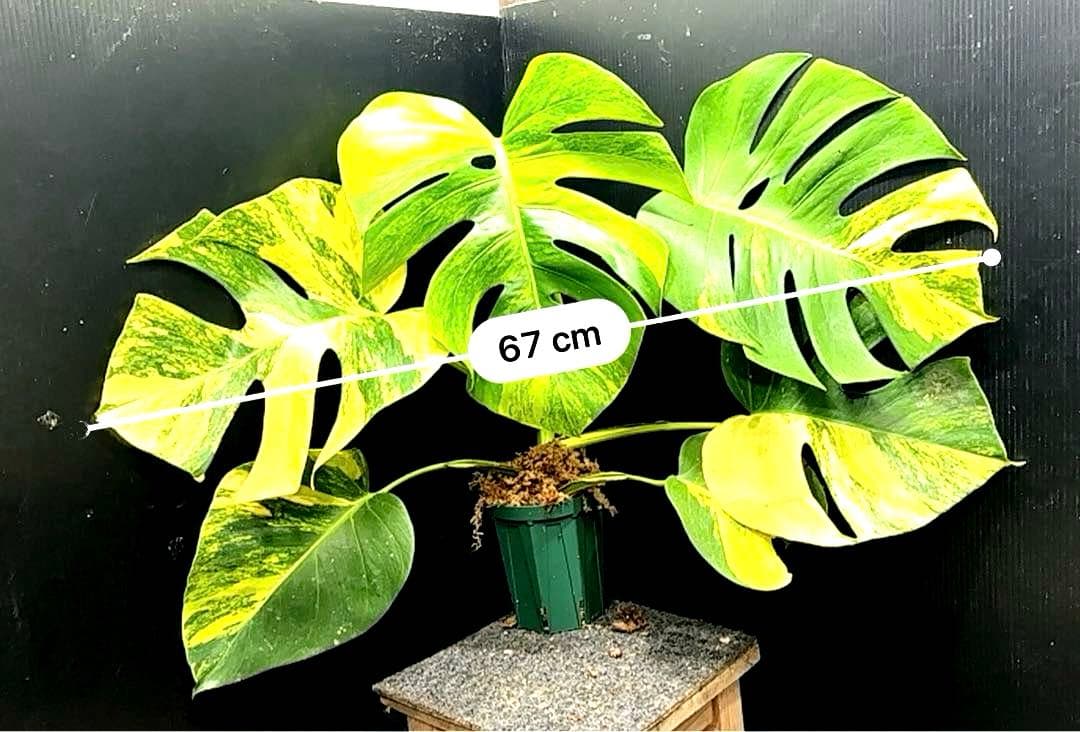 T*o様 斑入りモンステラボルシギアナオーレア黄斑67㎝/検索→イエローマリリン
