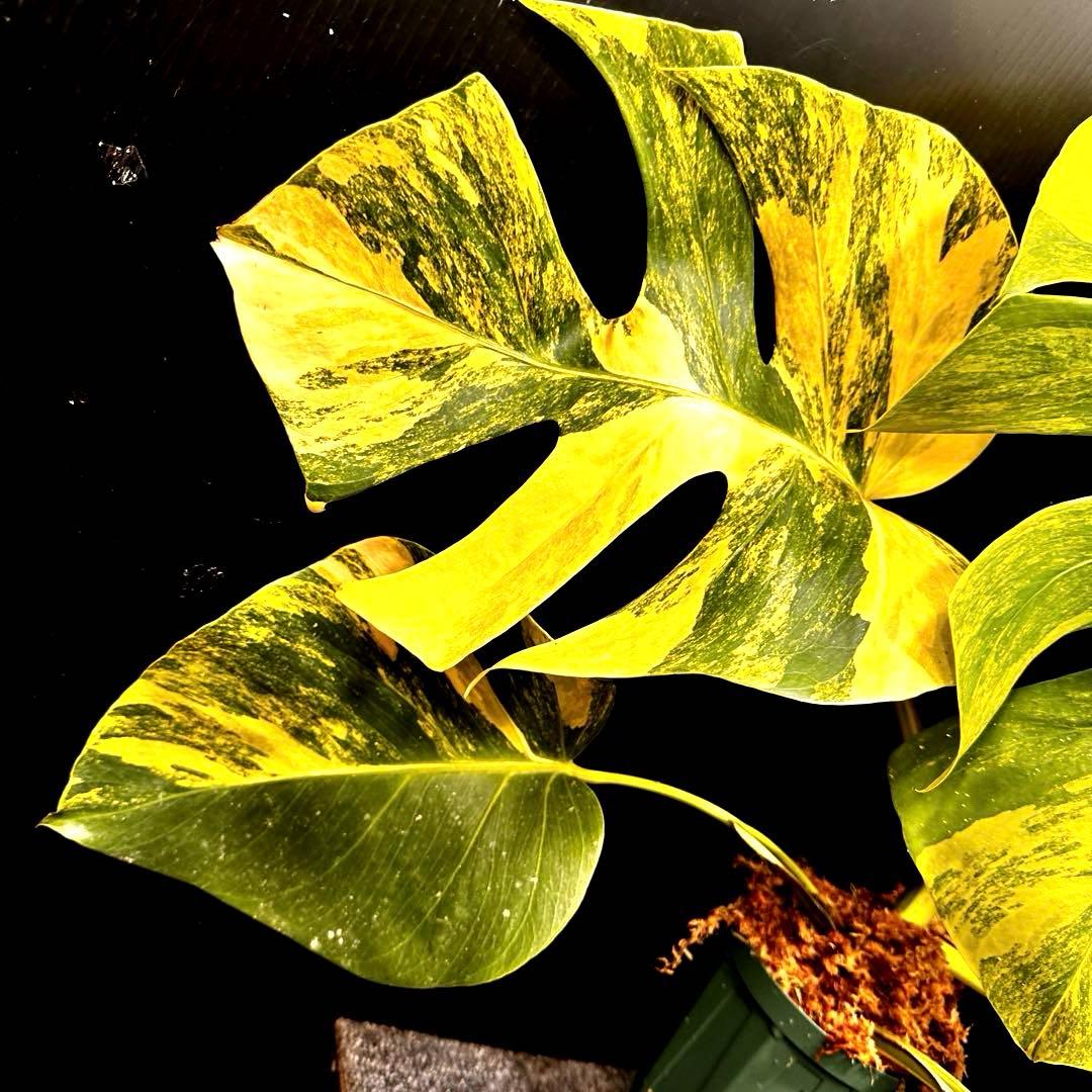 T*o様 斑入りモンステラボルシギアナオーレア黄斑67㎝/検索→イエローマリリン
