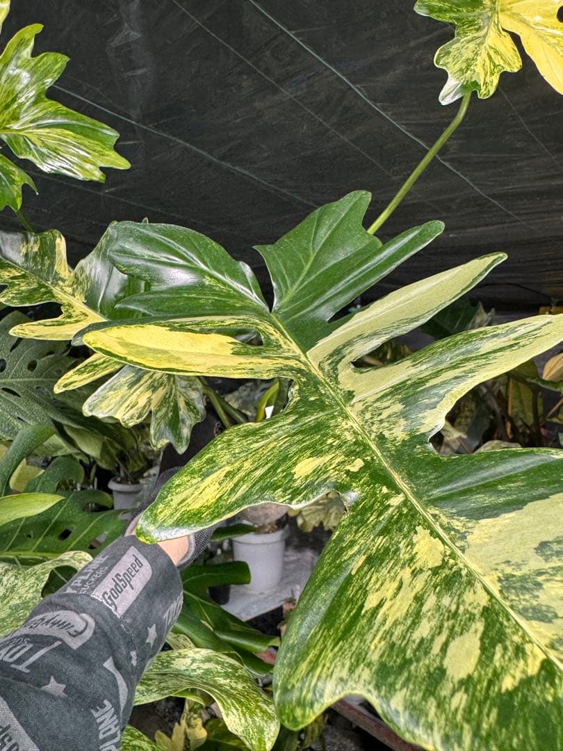 KN10 フィロデンドロン　キティナ　健康カット苗