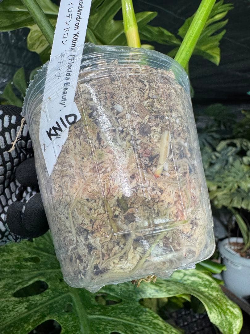 KN10 フィロデンドロン　キティナ　健康カット苗