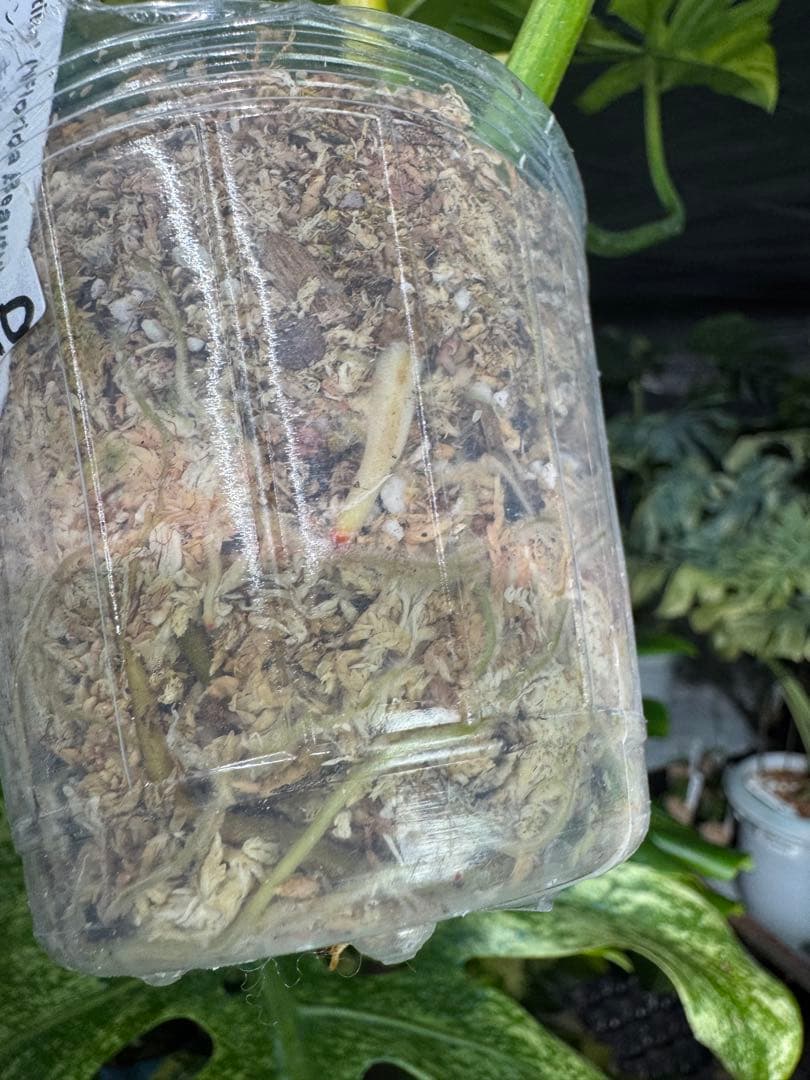 KN10 フィロデンドロン　キティナ　健康カット苗