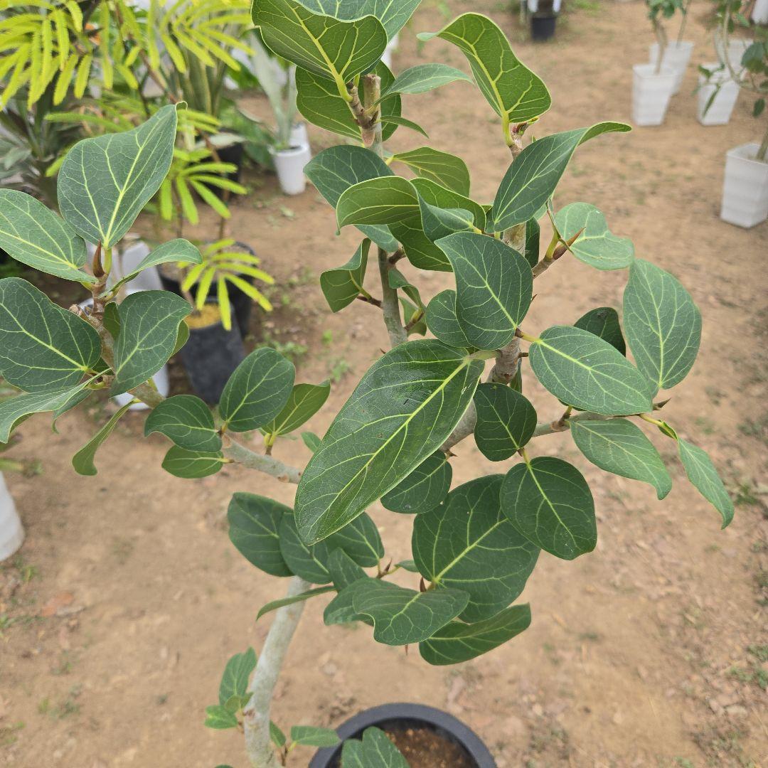 ⑯　フィカス　ベンガレンシ　8号曲がり仕立て「螺旋」特大苗木最高等級極上品‼️