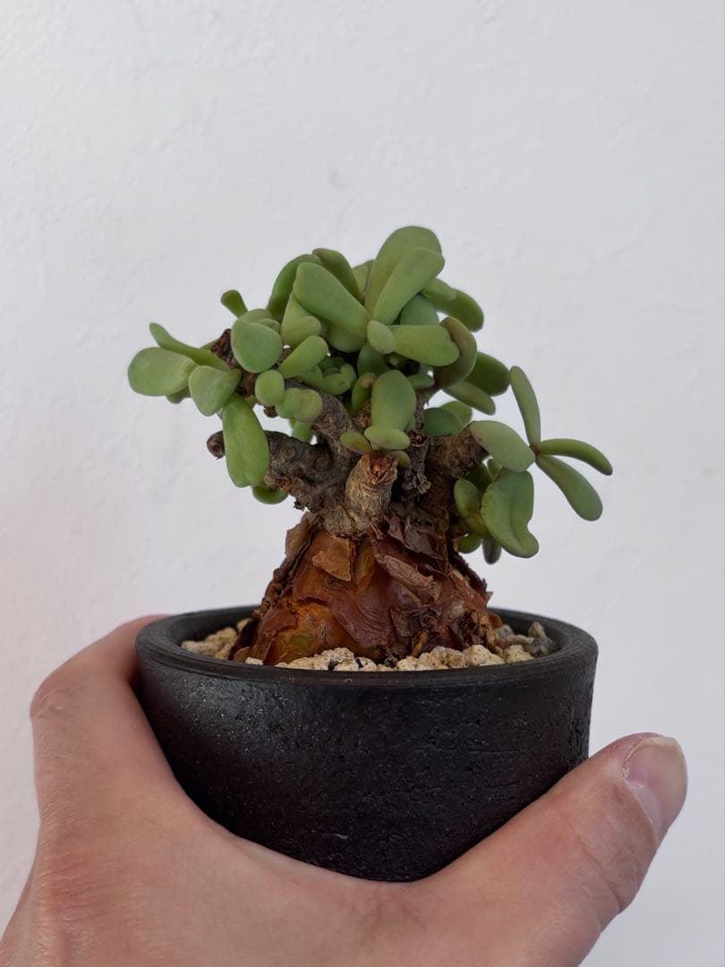 【鬼コレクション株】【手乗り樹木】ケラリア ピグマエア