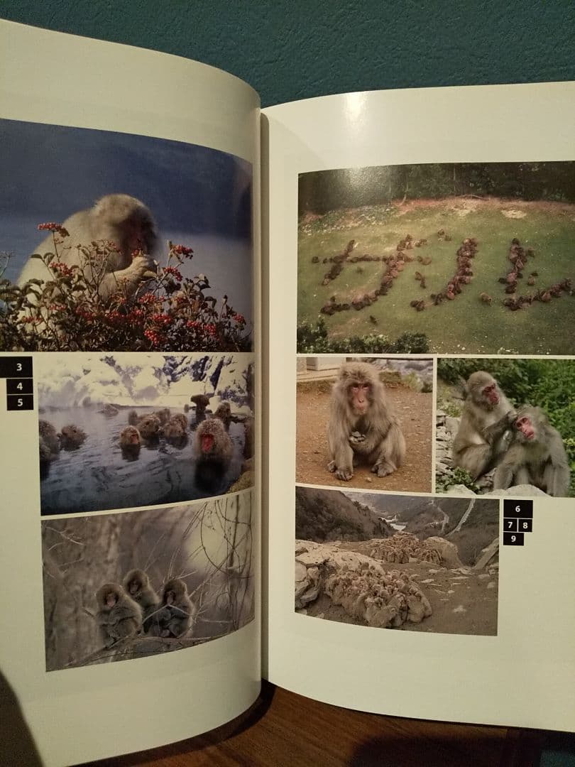 〈洋書〉ニホンザル ／編＝ 杉浦秀樹、中川尚文、中道正之