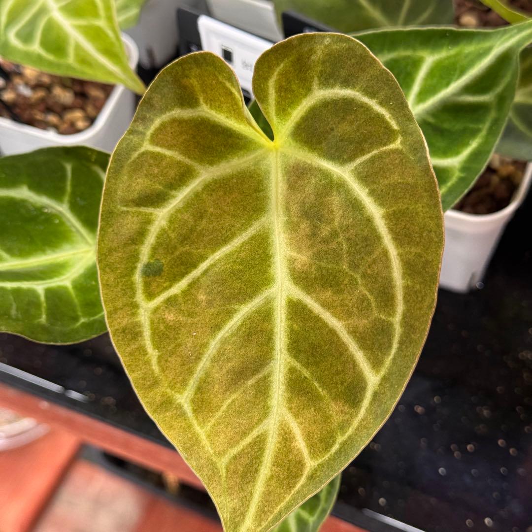 65 アンスリウム　クリスタリナム　ハイブリッド　斑入り　激レア抹茶斑　ミント斑