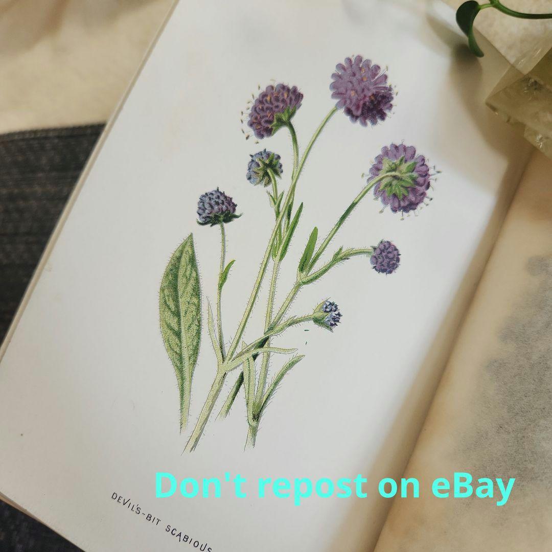 植物図鑑　洋書　ボタニカルアート　アンティーク　リトグラフ　25