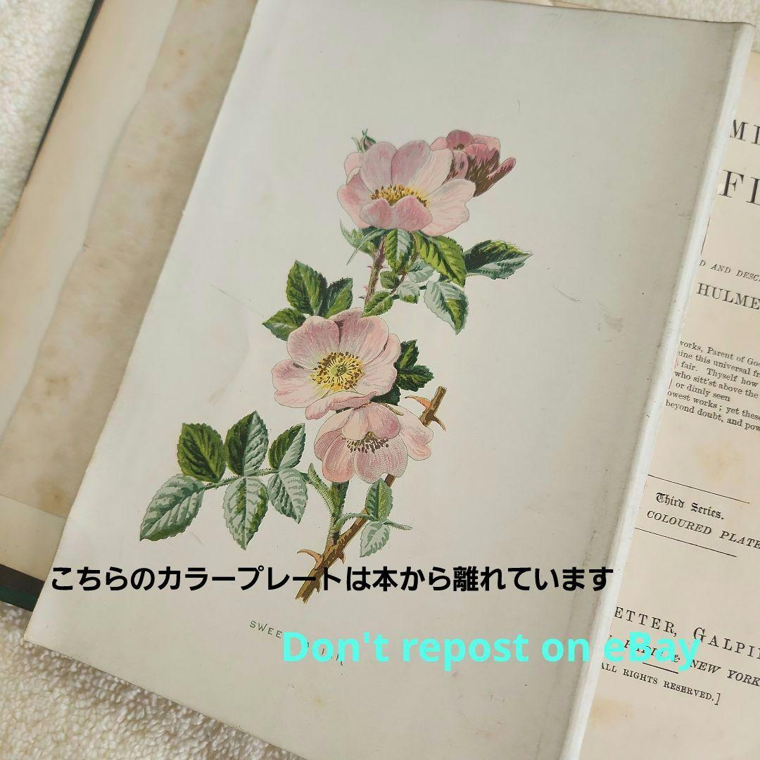 植物図鑑　洋書　ボタニカルアート　アンティーク　リトグラフ　25