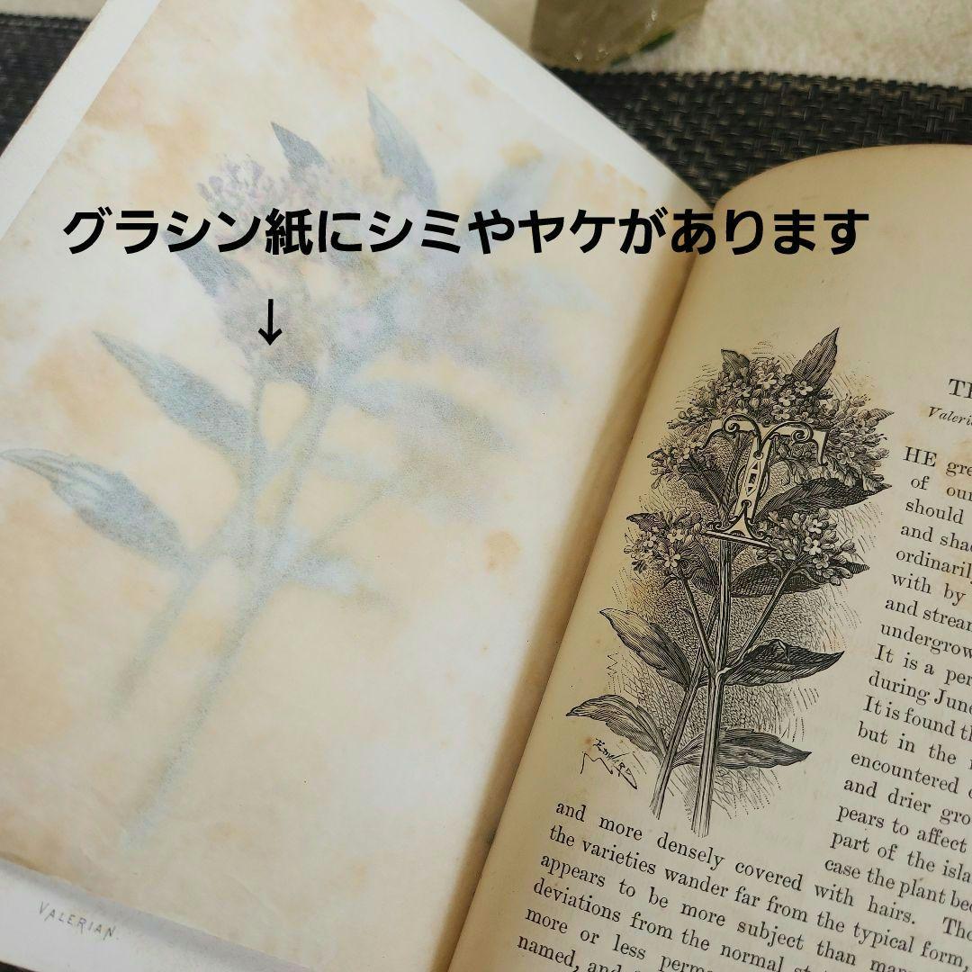 植物図鑑　洋書　ボタニカルアート　アンティーク　リトグラフ　25