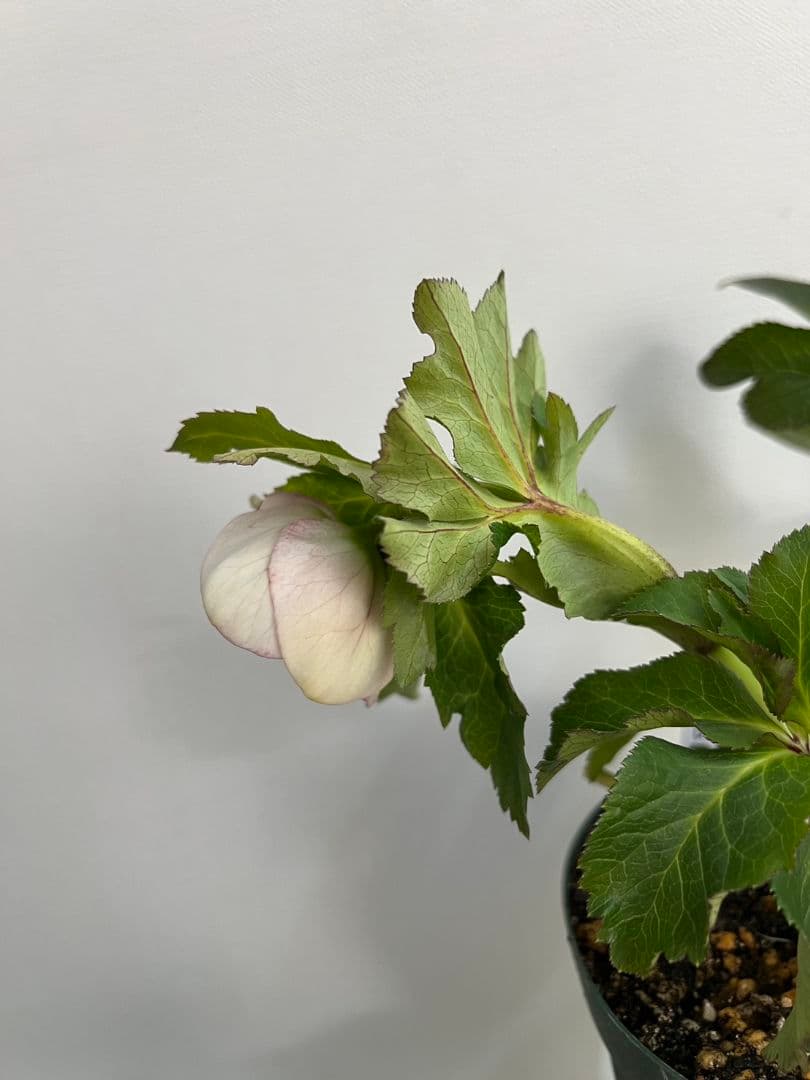 クリスマスローズ　パステリッシュストレイン　デュメ系　カップ咲き