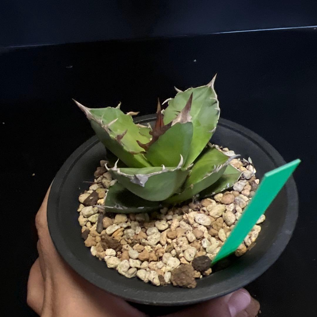 SALE‼️ アガベチタノタ白犀牛‼️14800-4900