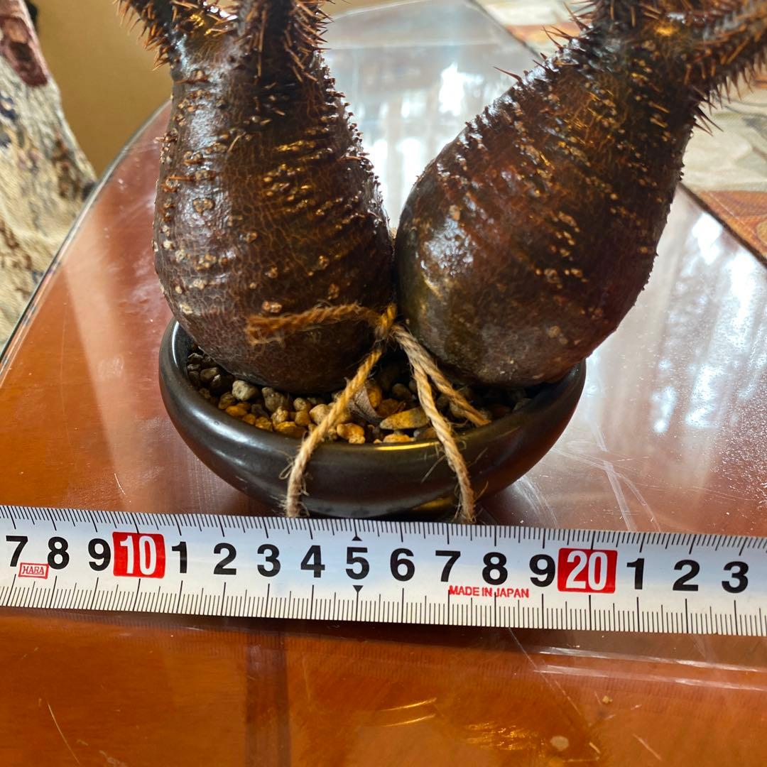 グラキリス 2頭 赤肌 良型 現地球