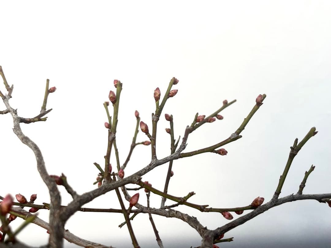 三河盆栽　甲州野梅　コウシュウ　ウメ　盆栽
