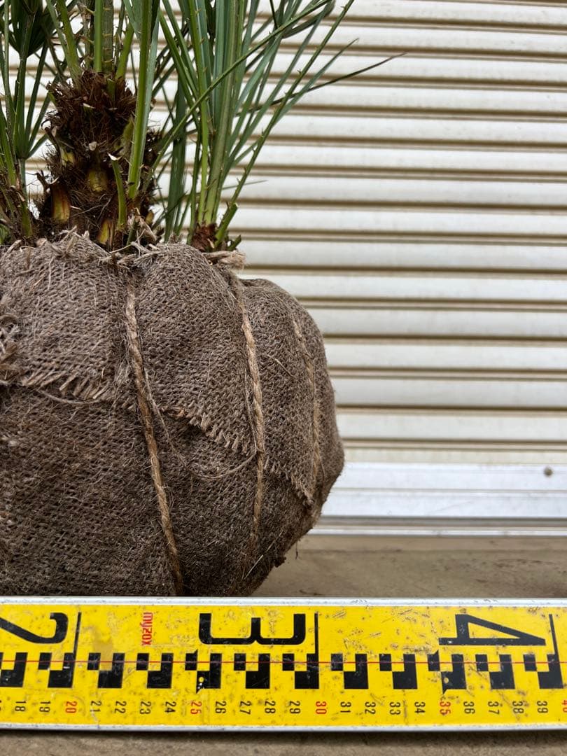 A.K.N　送料込み　チャメロプス　形状良　株立ち　シンボルツリー　現品