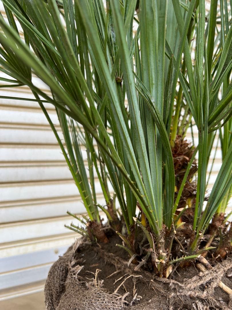 A.K.N　送料込み　チャメロプス　形状良　株立ち　シンボルツリー　現品