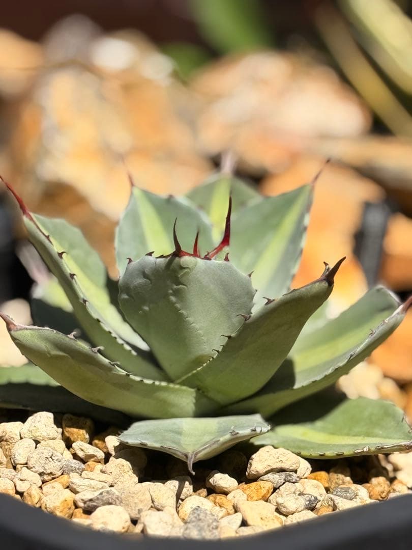 【福沢諭吉様】Agave parryi truncata 'Jackpot'