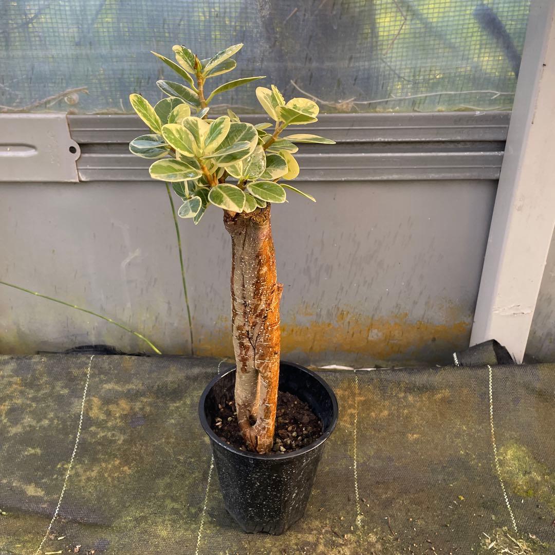 パンダガジュマル　斑入り　接木　3.５号