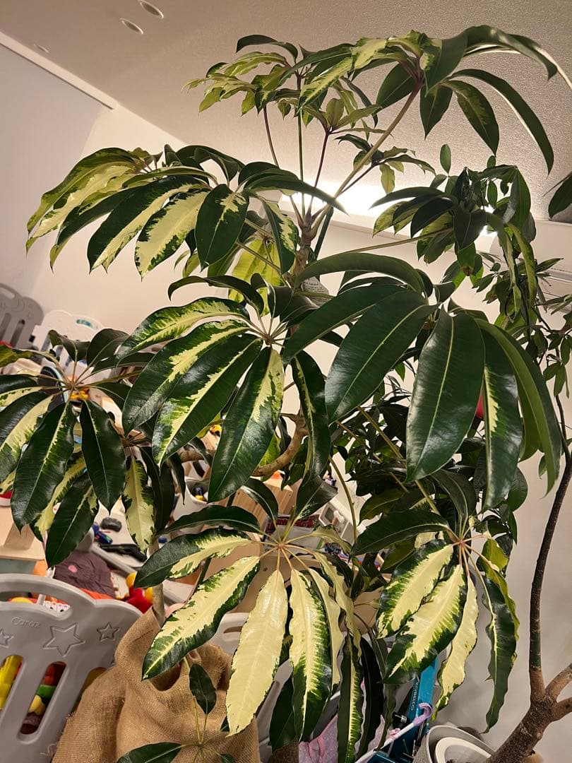 ツピタンサス斑入り　ツピタンサスゴールデンキング 引き取り限定、持って行くことも