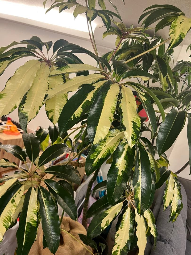 ツピタンサス斑入り　ツピタンサスゴールデンキング 引き取り限定、持って行くことも