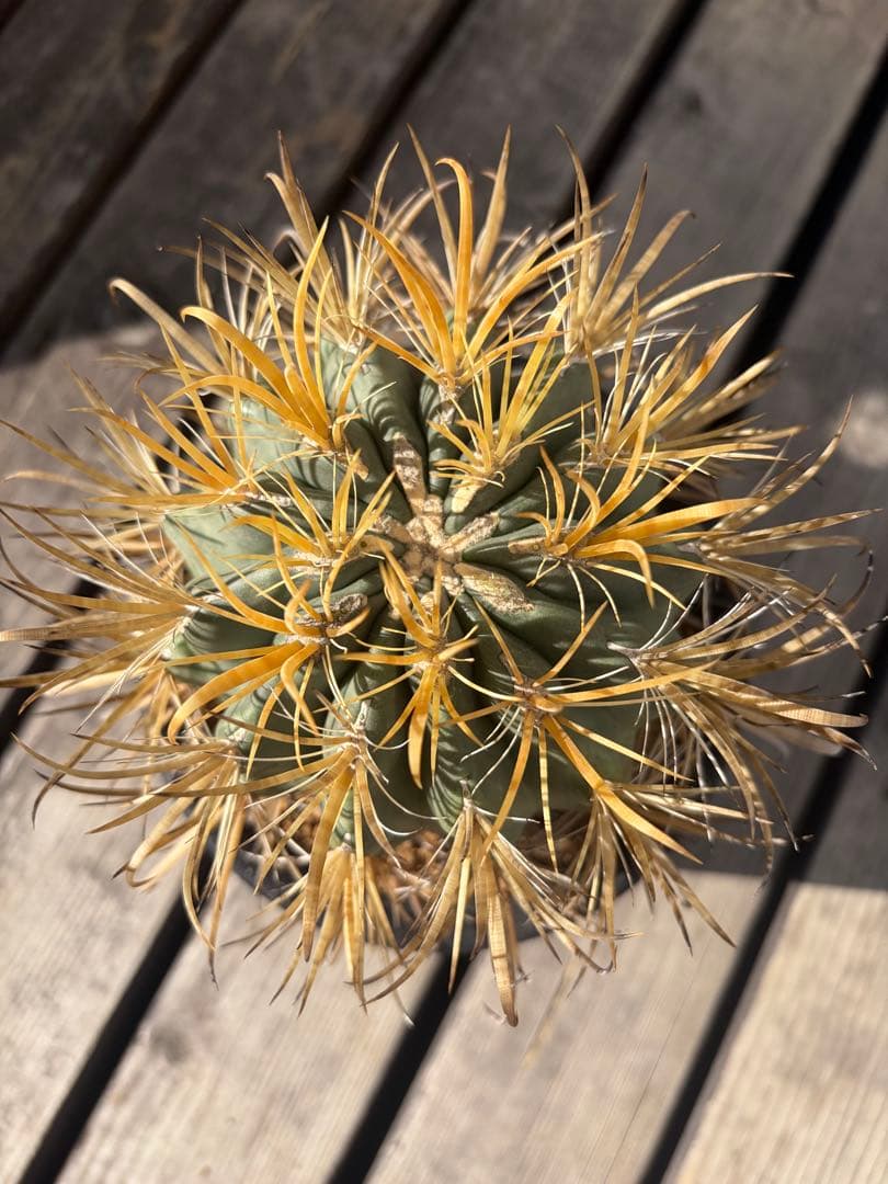 フェロカクタス金冠竜◇多肉サボテン　アガベ ユッカ　ハオルチア　アロエ　チタノタ