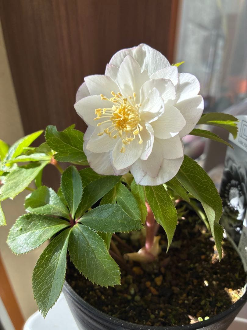 ♡広瀬園芸♡ ピュアホワイト　かすりピンク