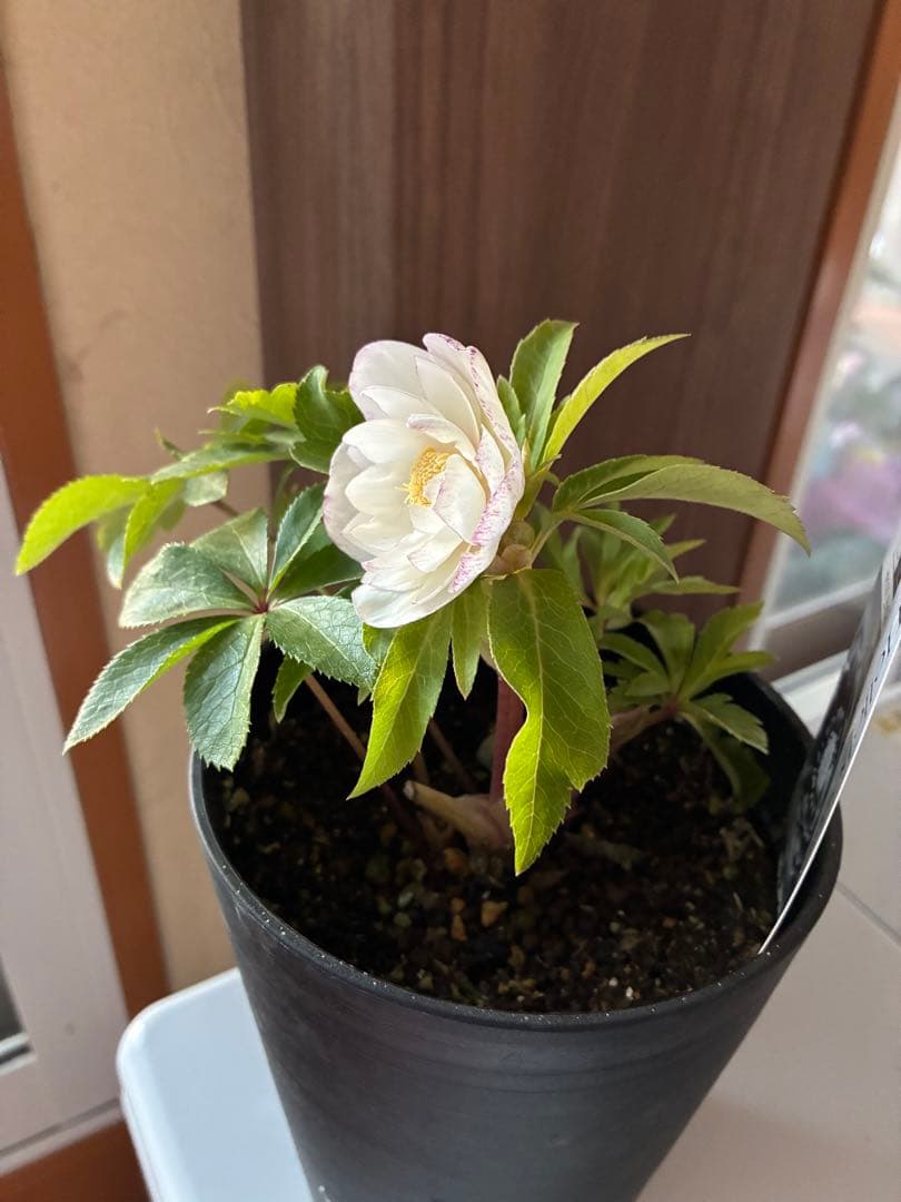 ♡広瀬園芸♡ ピュアホワイト　かすりピンク