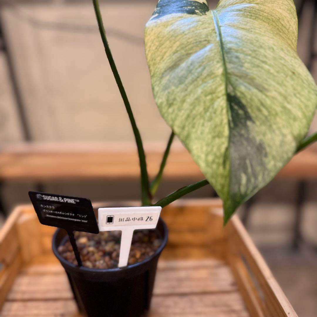26 モンステラ　ボルシギアナ　‘タイ　ミント’ フルミントに転じる可能性あり