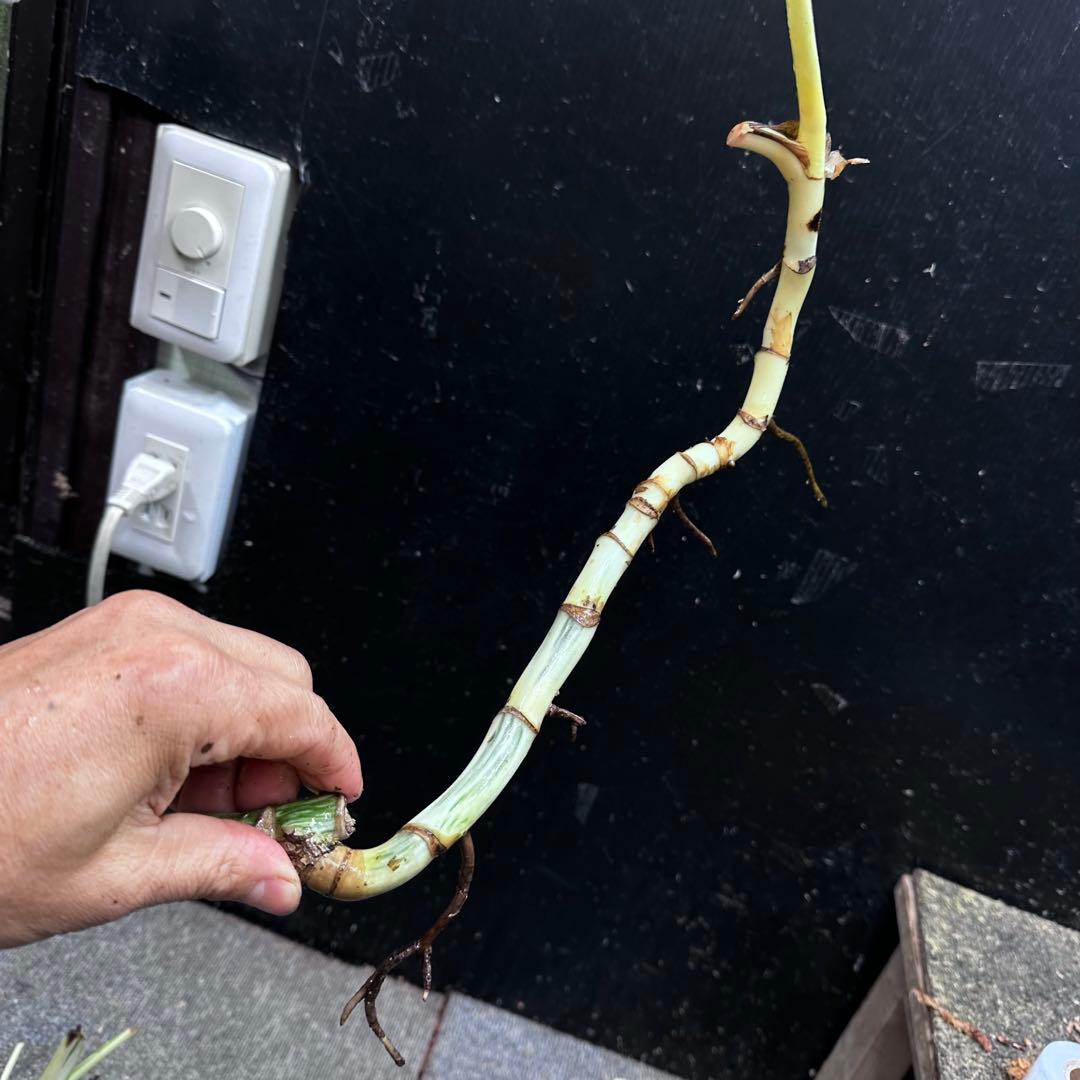 a*a様 斑入りモンステラホワイトタイガー大茎6株おまとめ