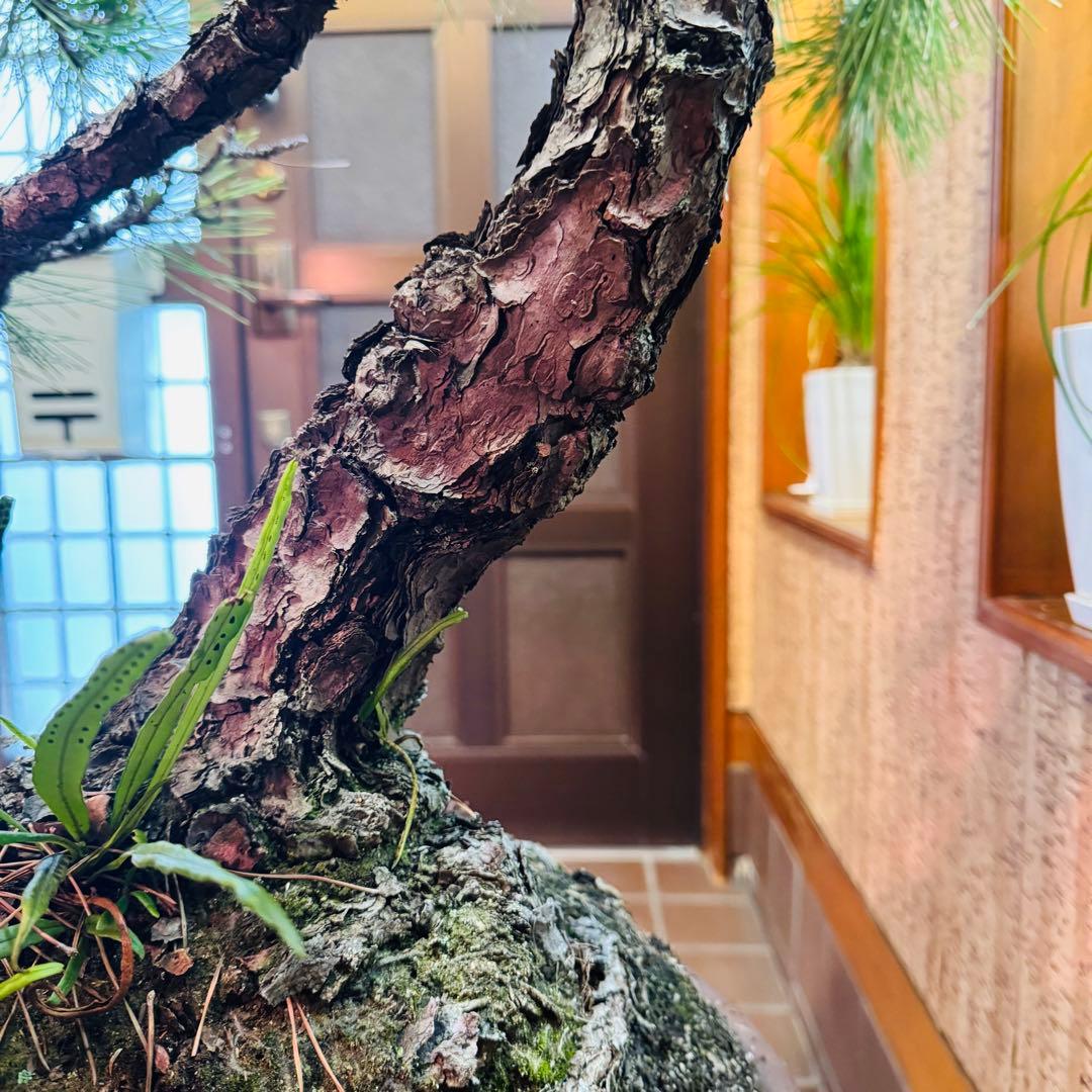 Porco　【特価】松盆栽大品　樹高 90cm 特大