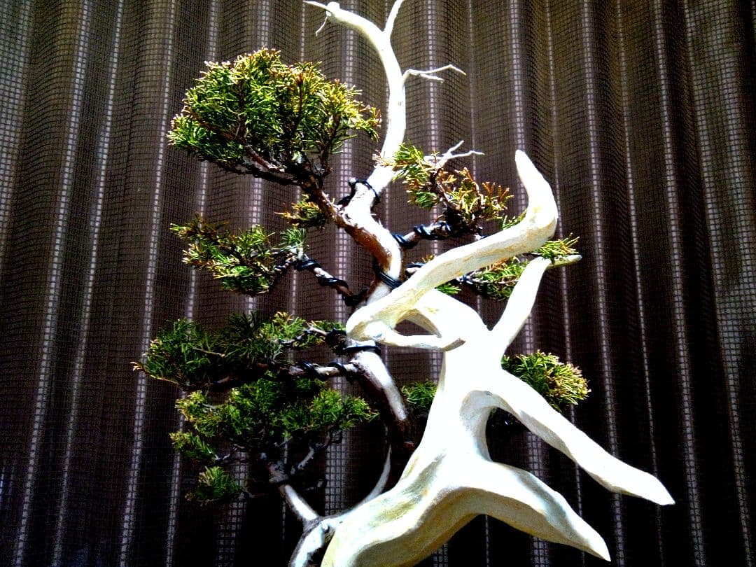 【中品 創作 黄金真柏盆栽】⭕TANUKI創り…お買得❗