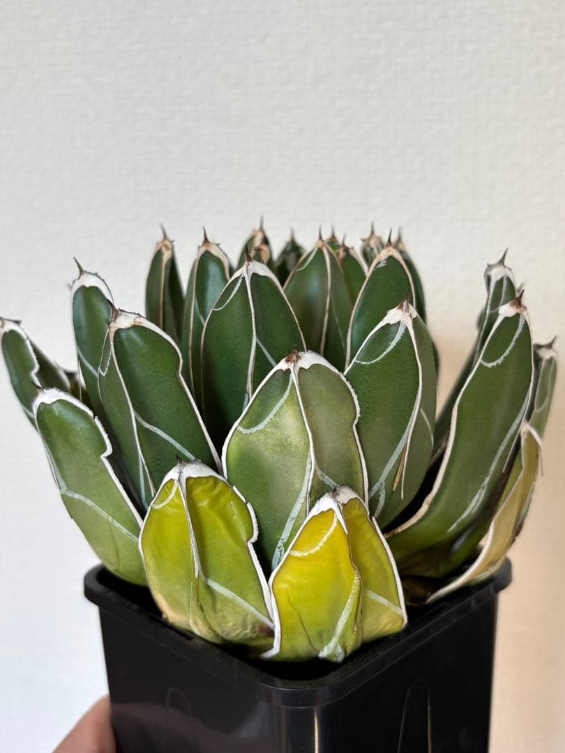 アガベ　笹の雪　ビクトリアレジーナ　ダルマ　ベアルート