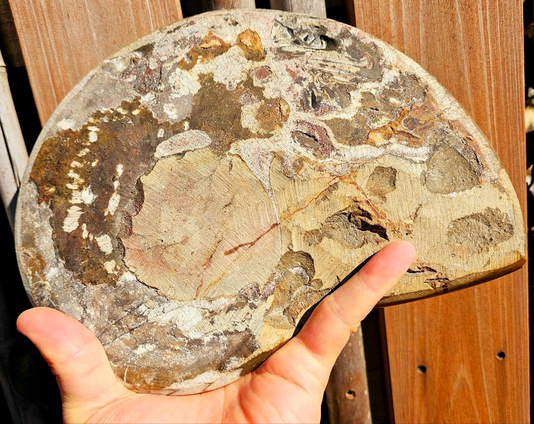 約4億年以上前‼️超希少✡️ゴニアタイト