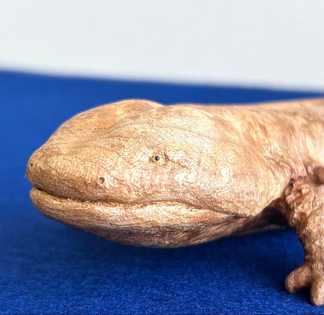 田中鱗水 メープル瘤材彫オオサンショウウオ 木彫 26cm 125.52g