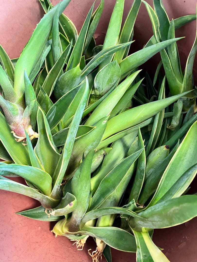 100株ぐらい　アガベの子株　多肉植物