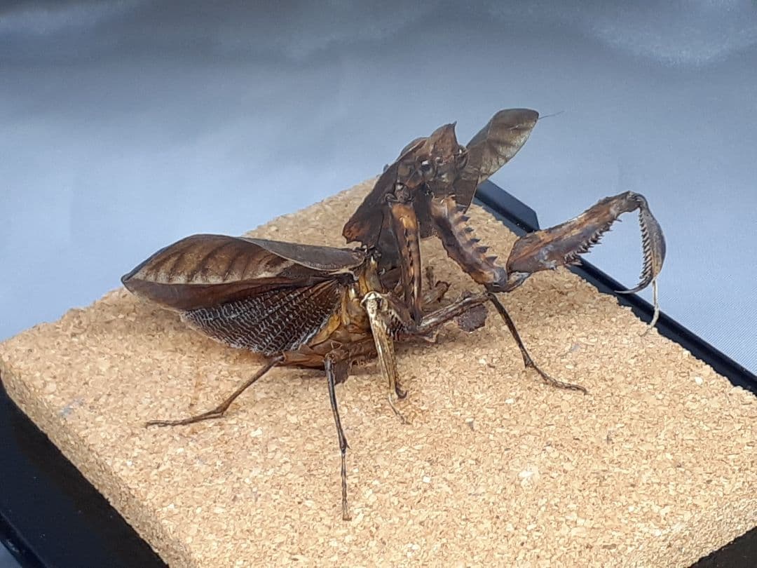 マオウカレハカマキリ雌　立体標本　魔王枯葉