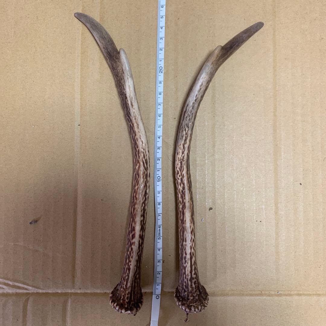 鹿の角 鹿角 38本　インテリア 犬 おもちゃ