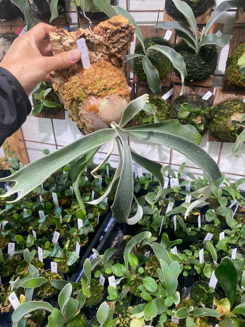 ベイチーワイルド　胞子培養　コルク付け　2/14