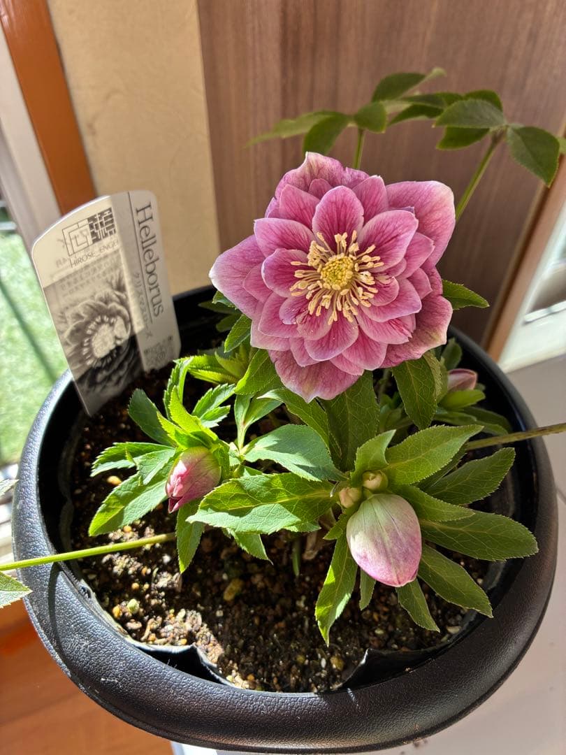 ♡広瀬園芸♡ソレイユ系　充実株シリーズ②